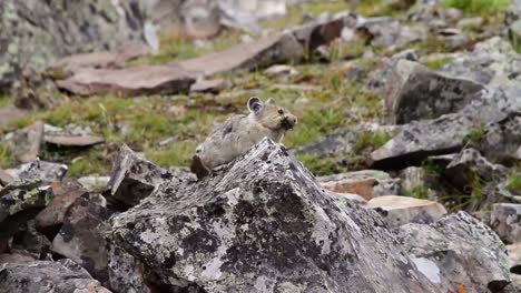 close up of pika with blurred background gathering food among the rocks in the mountains of south-western alberta.