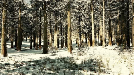 sunset or sunrise in the winter pine forest covered with a snow