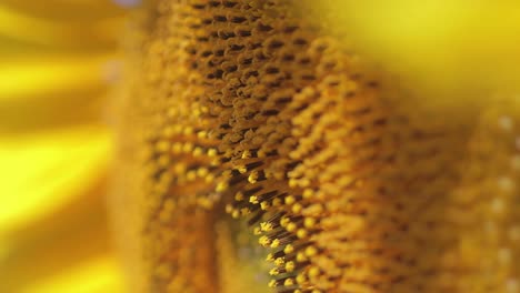 close-up detail of the small flowers of a sunflower in macro view