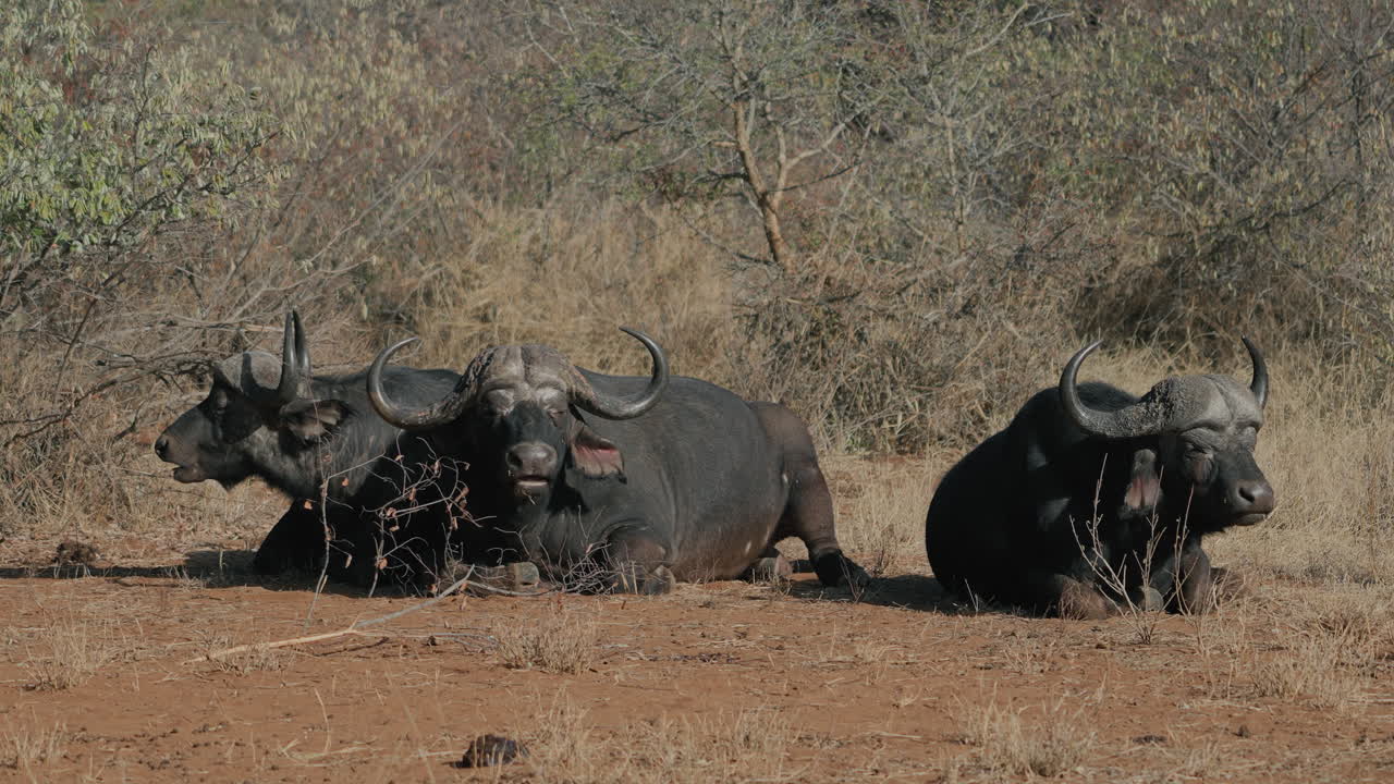 African Buffalo Resting in Savanna