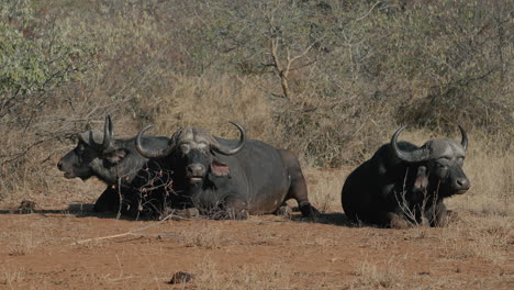 african buffalo resting in savanna