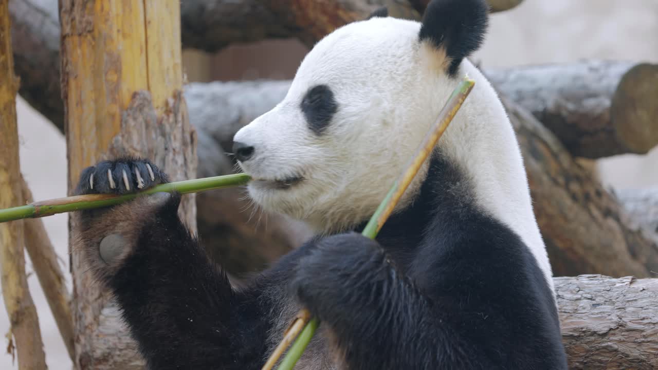 el panda gigante (ailuropoda melanoleuca) también conocido como el oso panda o simplemente el panda, es un oso nativo del sur de china central.