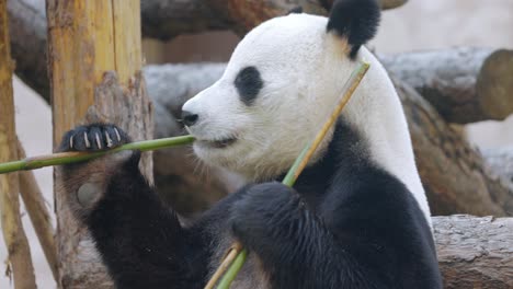 Giant-panda-(Ailuropoda-melanoleuca)-also-known-as-the-panda-bear-or-simply-the-panda,-is-a-bear-native-to-south-central-China.