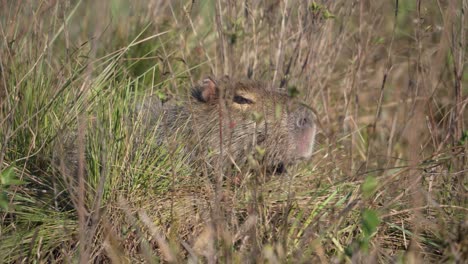 capybara hiding behind the grassy fields in summer. - closeup shot