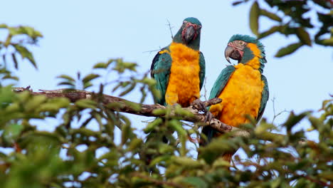 una pareja de araos de garganta azul en peligro de extinción en un árbol