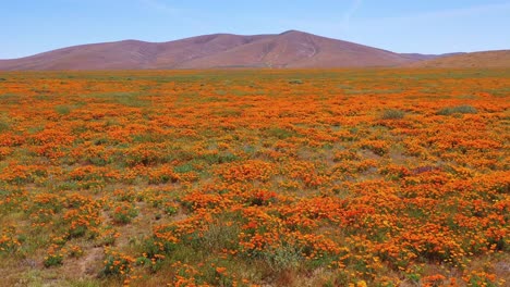 Aerial-of-California-poppy-flowers-and-fields-in-full-bloom-during-springtime-and-superbloom-2