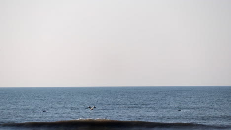 birds plunge into the sea