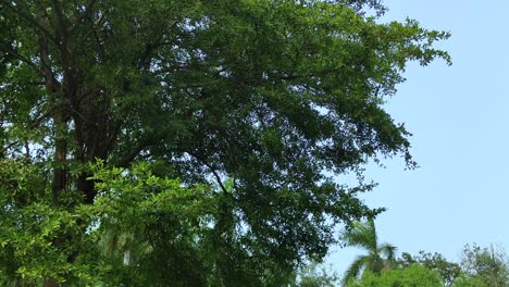 Árboles-Verdes-En-El-Viento,-Vista-Hacia-El-Cielo-Azul,-Las-Hojas-Se-Mueven-Lentamente,-Toma-Estática,-Espacio-De-Copia