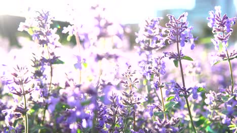 natural violet flower on wind