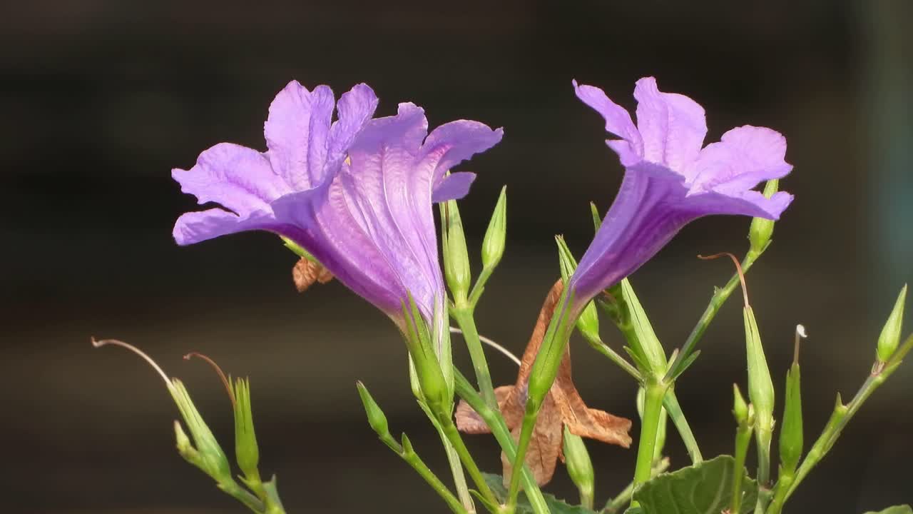 hermosa violeta ruellia flores hogar
