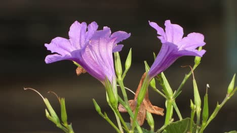 beautiful violet ruellia flowers home