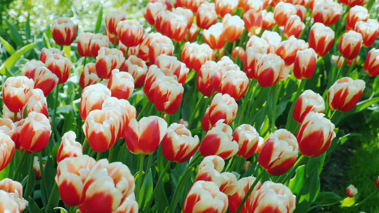 Tulipani Rossi e Bianchi ad Amsterdam