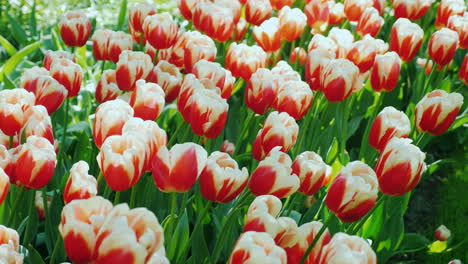 Tulipanes-Rojos-Y-Blancos-En-Amsterdam