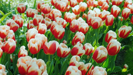 tulipanes rojos y blancos en amsterdam