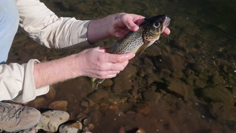 close up shot of a man holding up a brown trout by a river in the outdoors