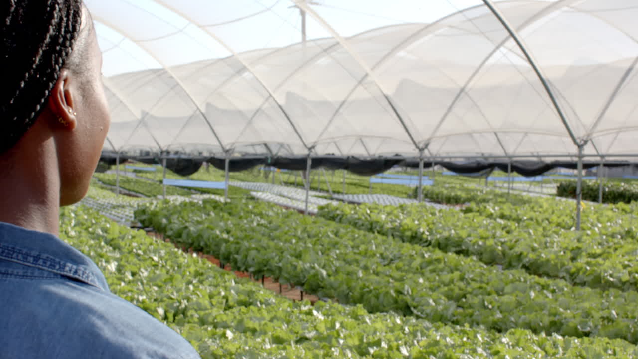 Observing hydroponic farm, person looking at rows of green leafy vegetables, copy space