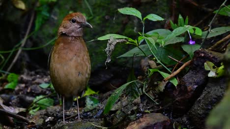 the rusty-naped pitta is a confiding bird found in high elevation mountain forests habitats, there are so many locations in thailand to find this bird