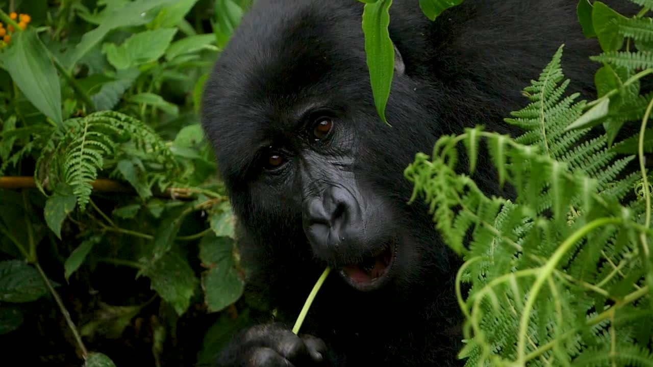 un primer plano, 4k gimbal de un gorila de montaña maduro en peligro de extinción, que vive entre su hábitat natural de la selva, bwindi impenetrable bosque parque nacional de uganda, áfrica
