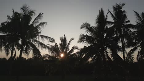 Drone-footage-of-coconut-tree-silhouette-during-sunset