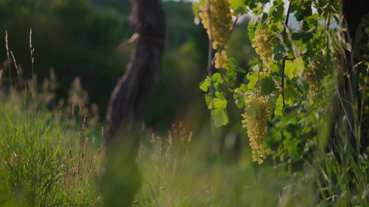 Grappoli d'uva maturi e foglie verdi che risplendono nella calda luce della sera in un vigneto.