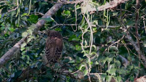 The-Buffy-Fish-Owl-is-a-big-owl-and-yet-the-smallest-among-the-four-Fish-Owls