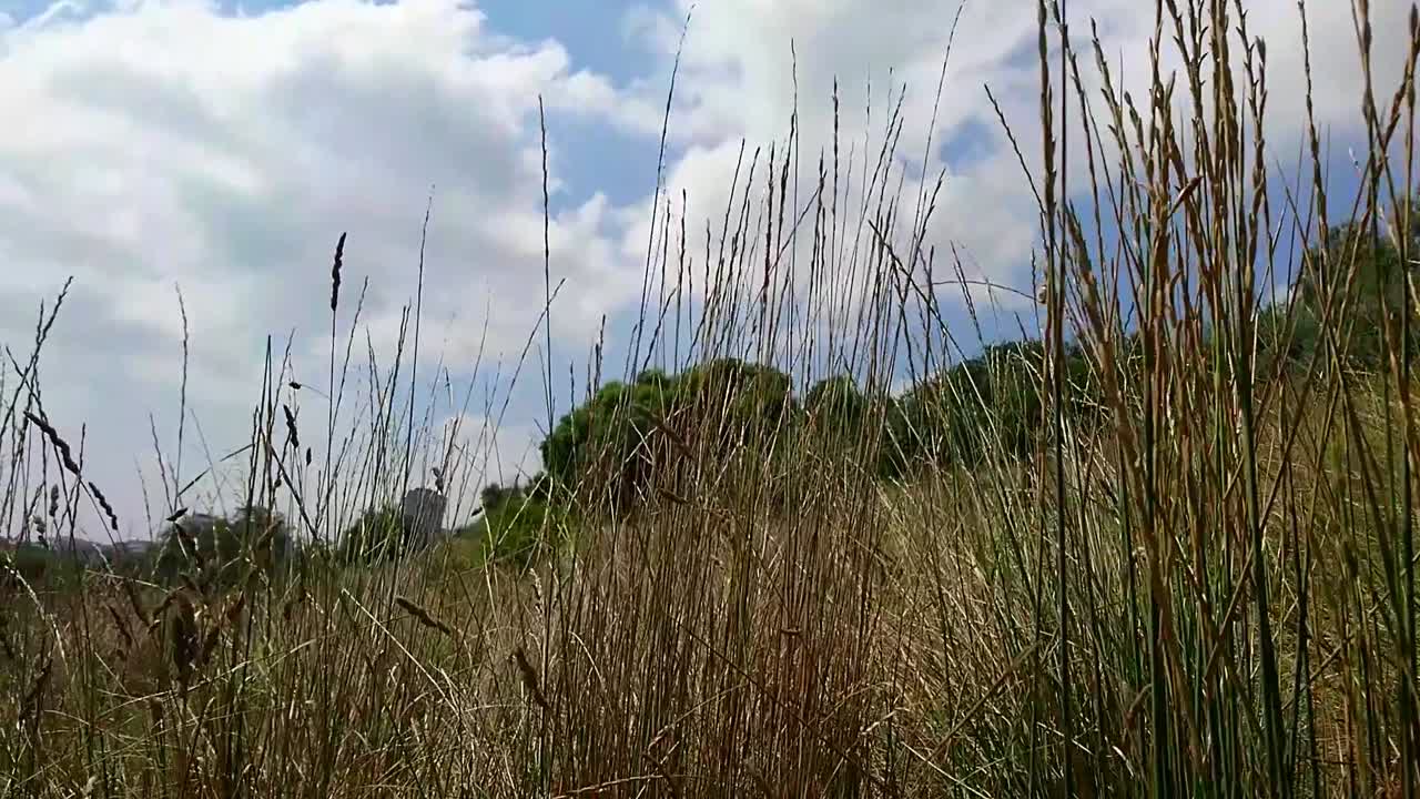 Dry Tall Herbs Grass Green Leaves On Hill Moving Slow In Wind And Blue Sky With White Clouds