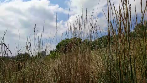dry tall herbs grass green leaves on hill moving slow in wind and blue sky with white clouds