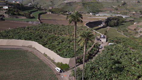 aerial view in a circle and at a medium distance over the tallest palm trees in the canary islands and surrounded by large banana crops