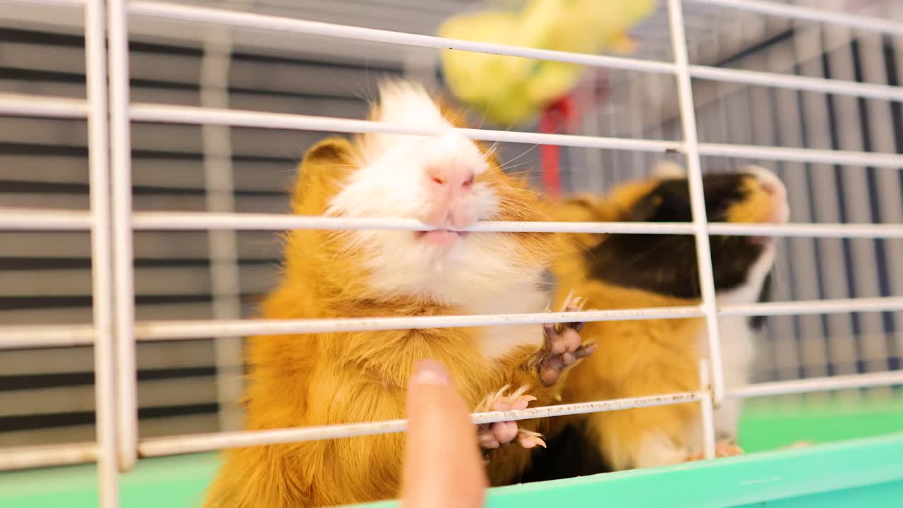 Two guinea pigs in a cage interact with a human hand, showcasing curiosity and playfulness in a brightly lit environment