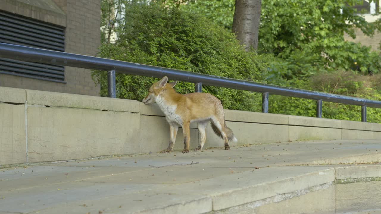 zorro urbano aislado en una calle de londres