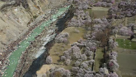 Toma-De-Drone-De-Jsr-Road-Con-Un-Río-Que-Fluye-A-Su-Lado-En-La-Temporada-De-Flores-De-Cerezo-En-Skardu,-Pakistán