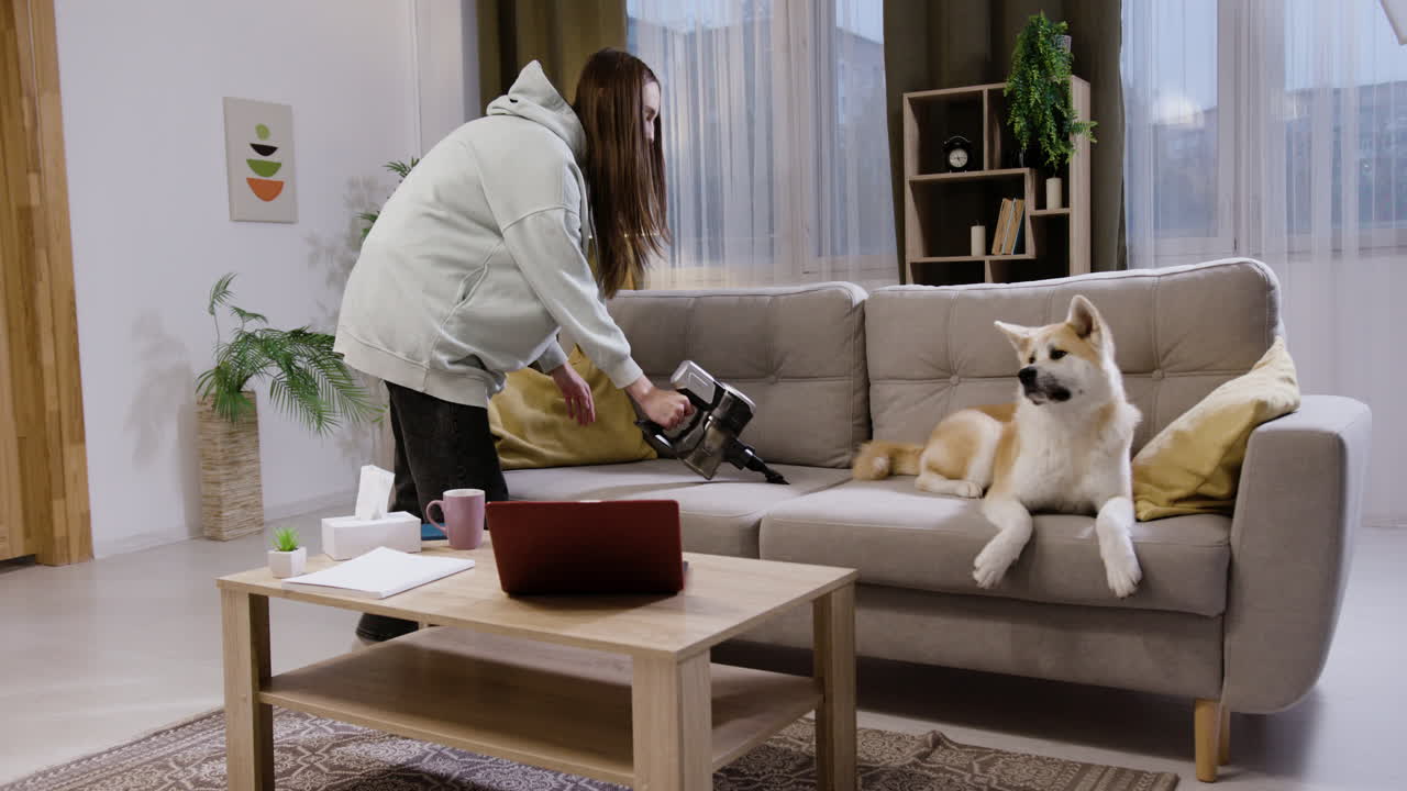 красивая собака на диване.