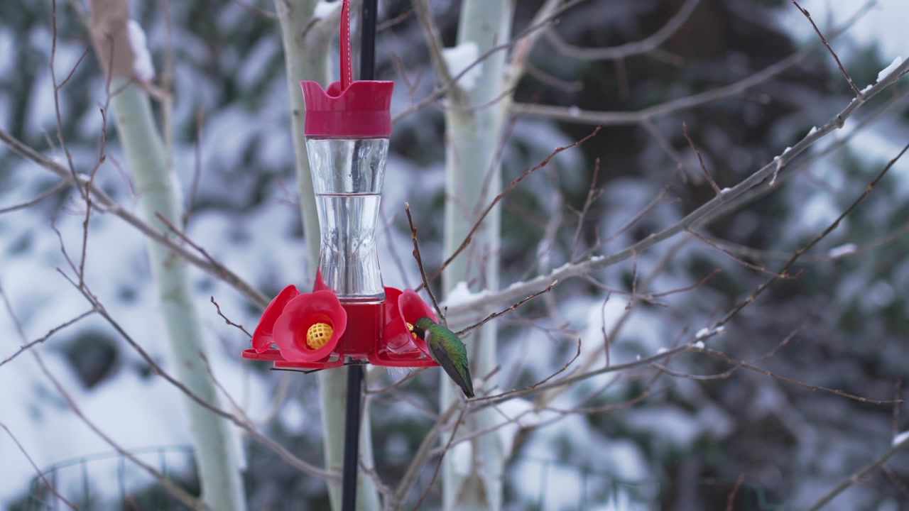 Rostkolibri som dricker från en stor röd kolibrimatare, vårsnö i Evergreen, Colorado, Klippiga bergen. Djurliv, migration, snöiga vinterförhållanden, flyger iväg mot tallar.