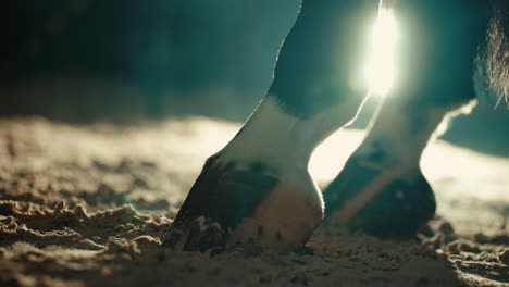 static closeup of horse hooves on barn ground, sunlight peaking through in background