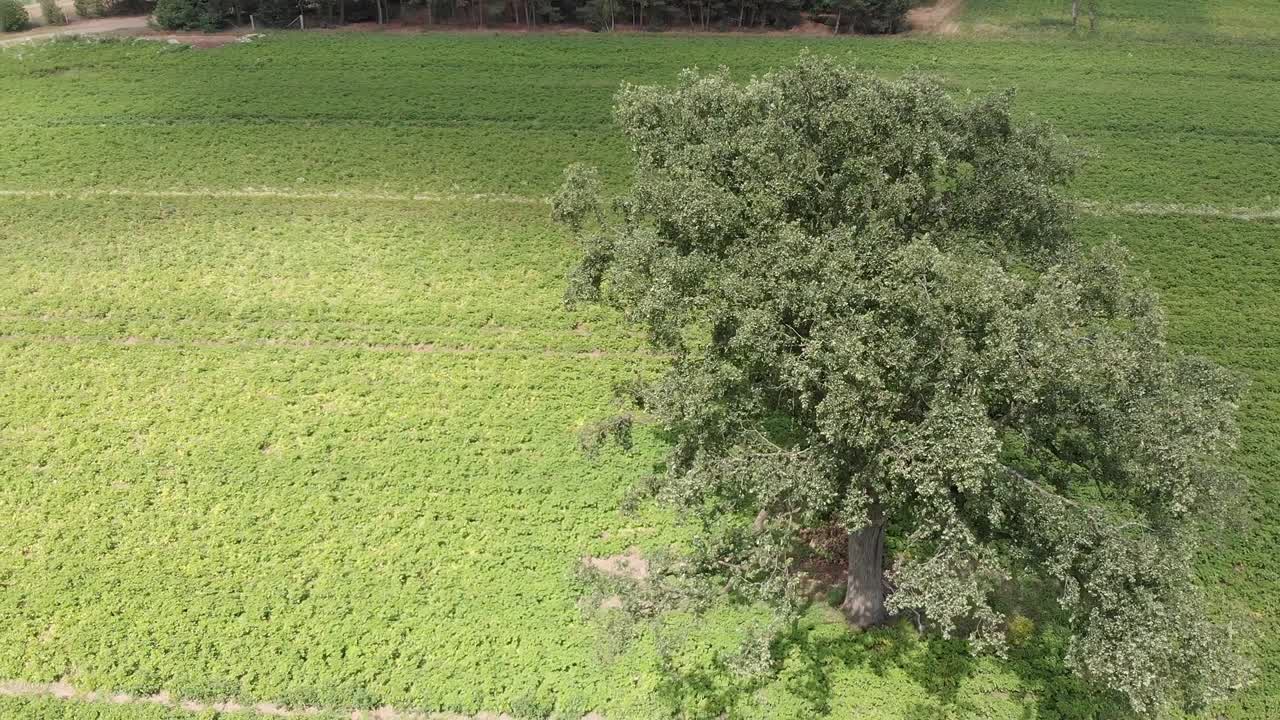 Volo lento su un percorso ellittico intorno a un singolo albero deciduo su un campo verde con giovani piante