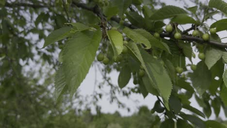 Primer-Plano,-Cerezo-Cargado,-Pequeñas-Cerezas-Y-Hojas-Movidas-Por-El-Viento