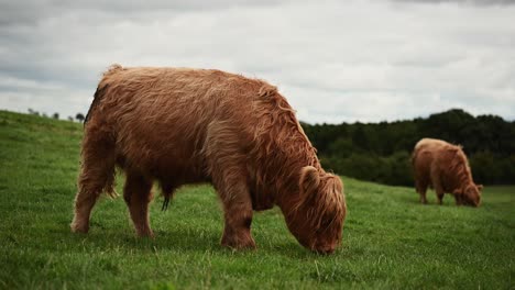 Schöne-Hochlandrinder,-Die-Auf-Den-Saftig-Grünen-Wiesen-Der-Schottischen-Highlands-Grasen