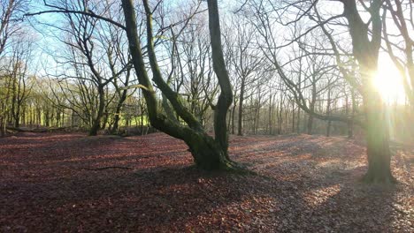 FPV-drone-flying-through-glowing-sunrise-autumn-woodland-branches-in-nature-park