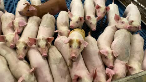 Hungry-pigs-lined-up-ready-to-eat,-climbing-on-one-another,-hog-farm-operation,-industrial-pig-factory-farm