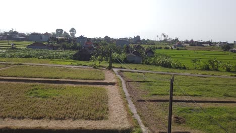 Luftpanorama-Von-Reisfeldern,-Dorflandschaft-Auf-Bali,-Indonesien,-Lokalen-Reisfeldern-Und-Skyline