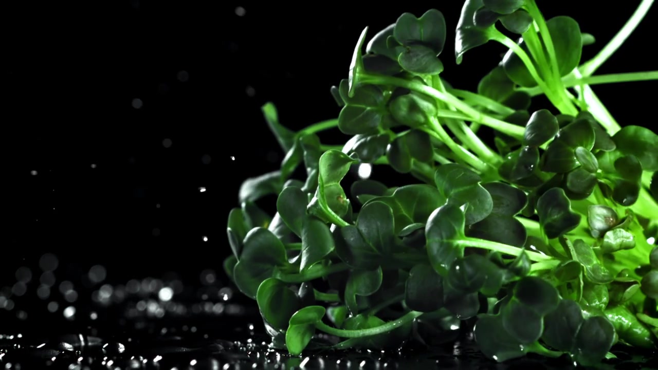 Microgreens freschi che cadono e schizzano con acqua su sfondo nero