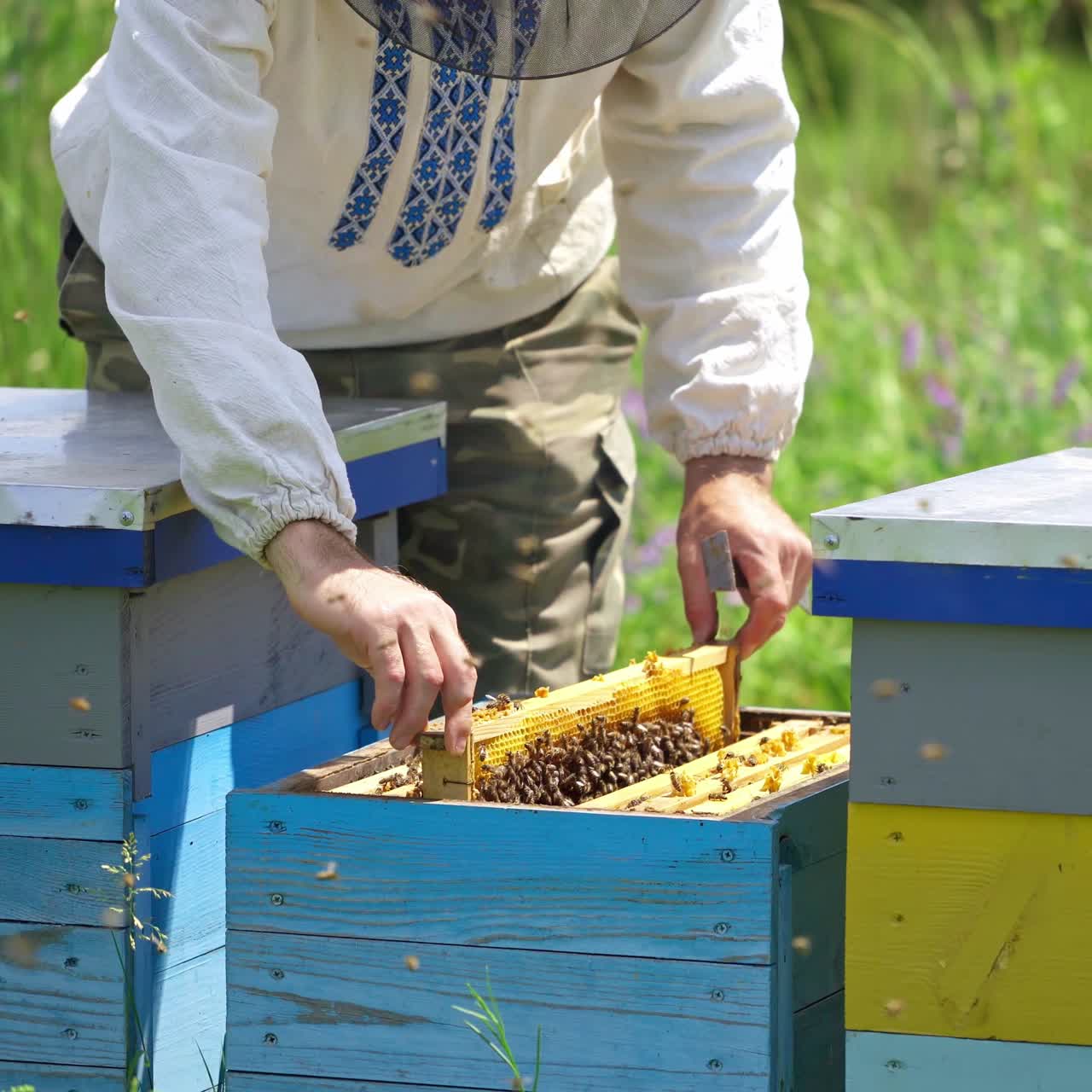 Apiarist near beehive. Bees on frame in man's hands. Beekeeper inspects bees near the hive on green nature background. Black chimney on a hive.