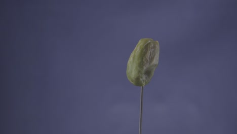 pistachio rotating with loop on blue screen for chroma key
