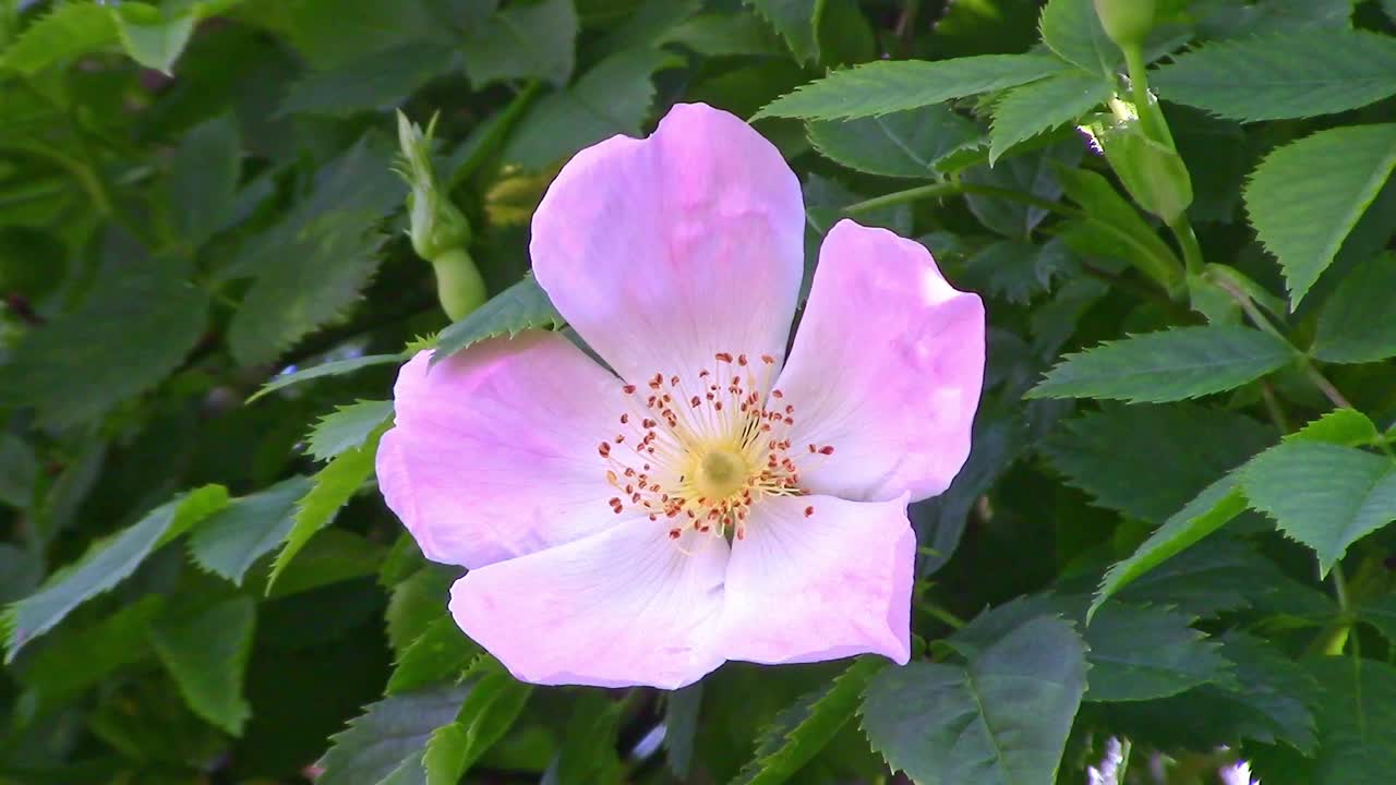 A single dog rose growing on an apple tree in Englandg
