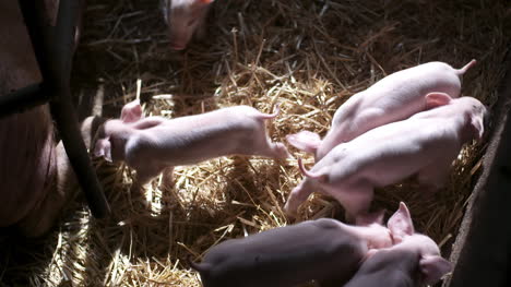 pigs on livestock farm pig farming young piglets at stable 20