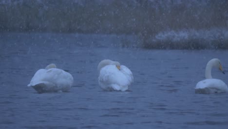 plano medio largo de una pequeña bandada de cisnes, con un tímido cisne acurrucándose graciosamente detrás del ala para mantenerse caliente bajo fuertes nevadas, al atardecer de invierno