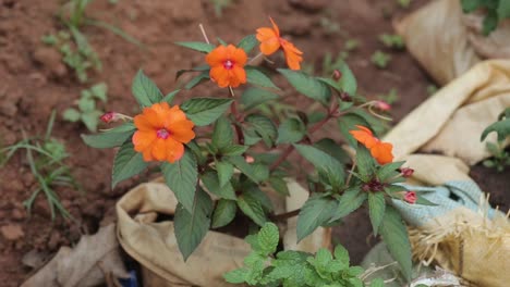 Small-orange-flowers-growing-outside,-close-up