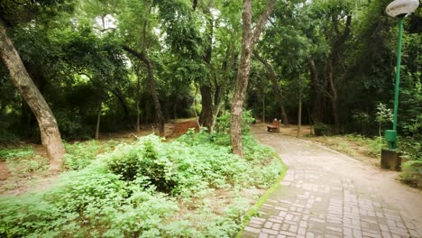 caminando por el hermoso follaje verde en los jardines de lodhi, nueva delhi, india