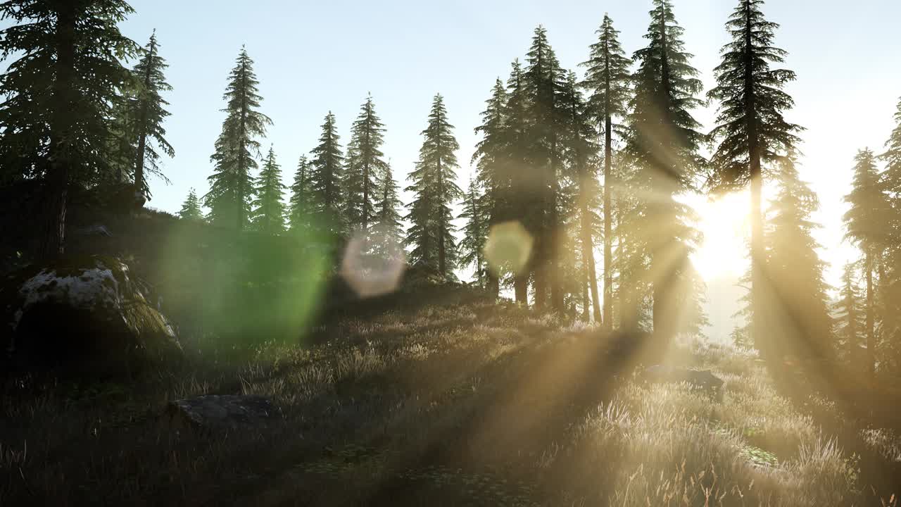 солнечные лучи через деревья