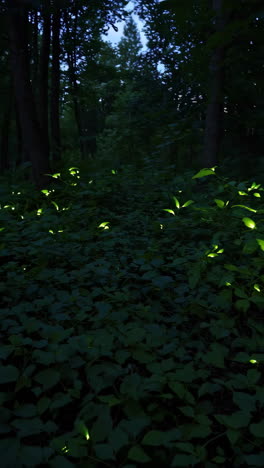 luciérnagas en el bosque por la noche